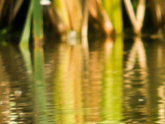 Svasso piccolo Podiceps nigricollis Black-necked Grebe
